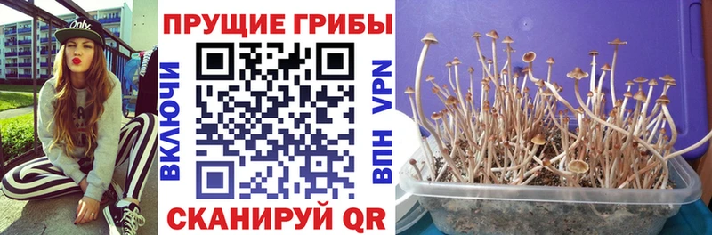 Псилоцибиновые грибы Psilocybine cubensis Моздок